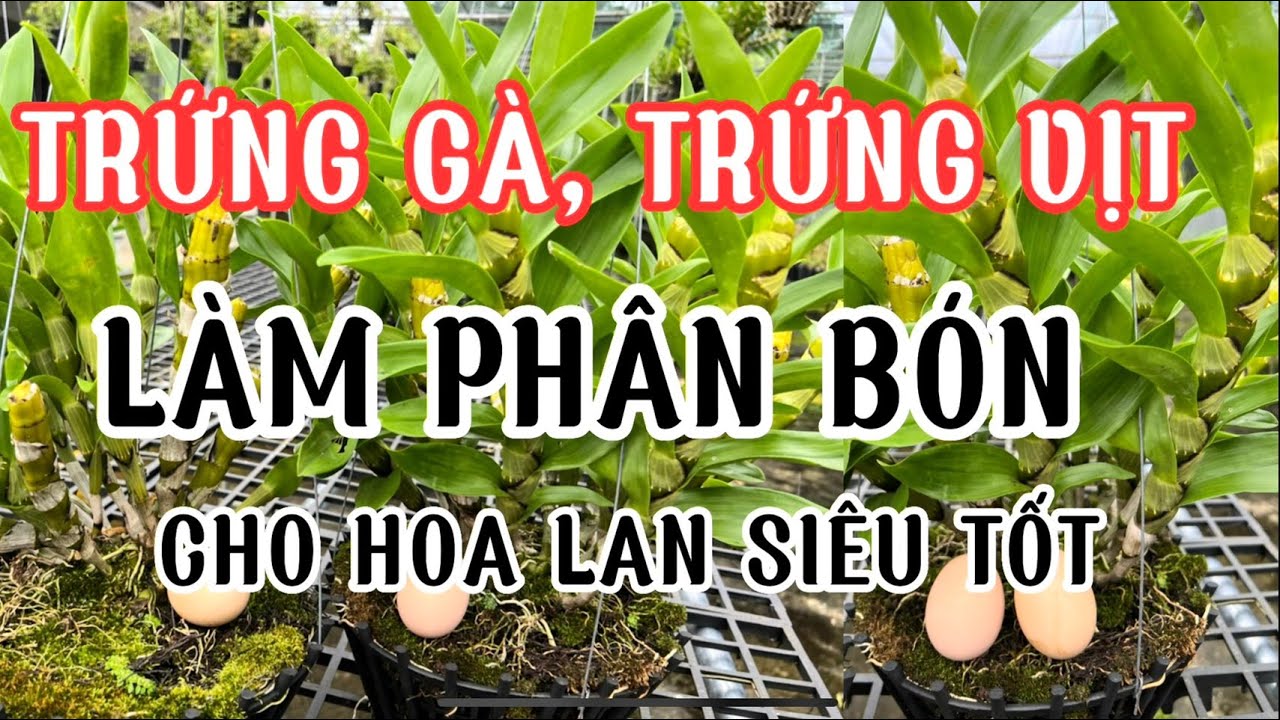 Trứng Gà, Trứng Vịt Làm Phân Bón Cho Hoa Lan Rừng Siêu Tốt, Nhiều Hoa-LAN RỪNG LÂM ĐỒNG