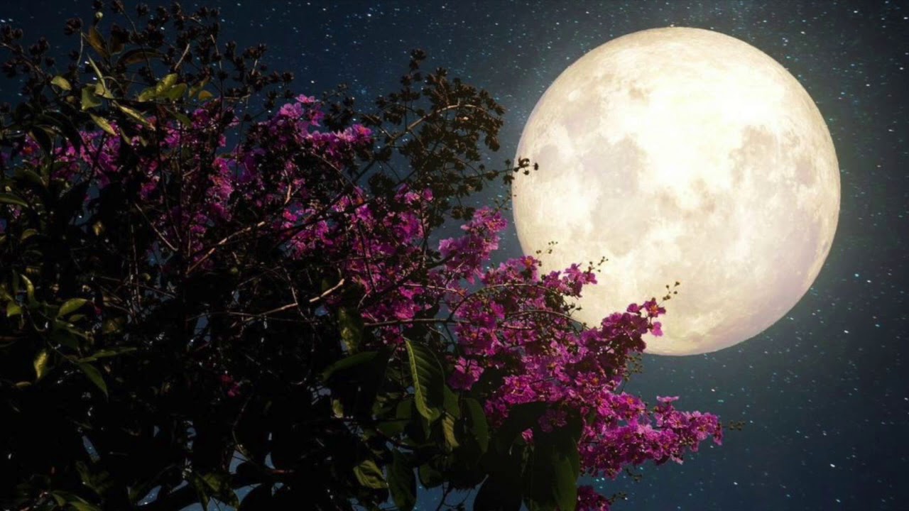 Full Super Moon - Deep Relaxation Meditation led by Shannon Algeo