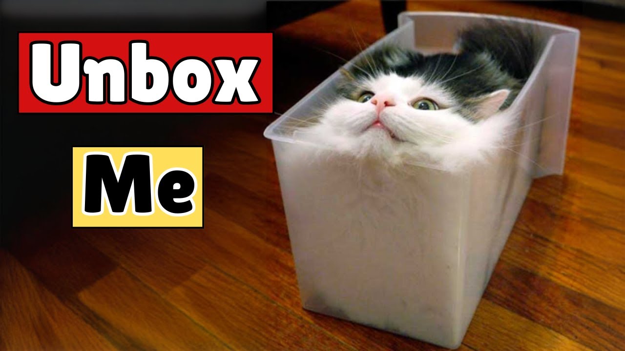 The Secret Behind Your Cat's Box Obsession (Why Cats Love Boxes)