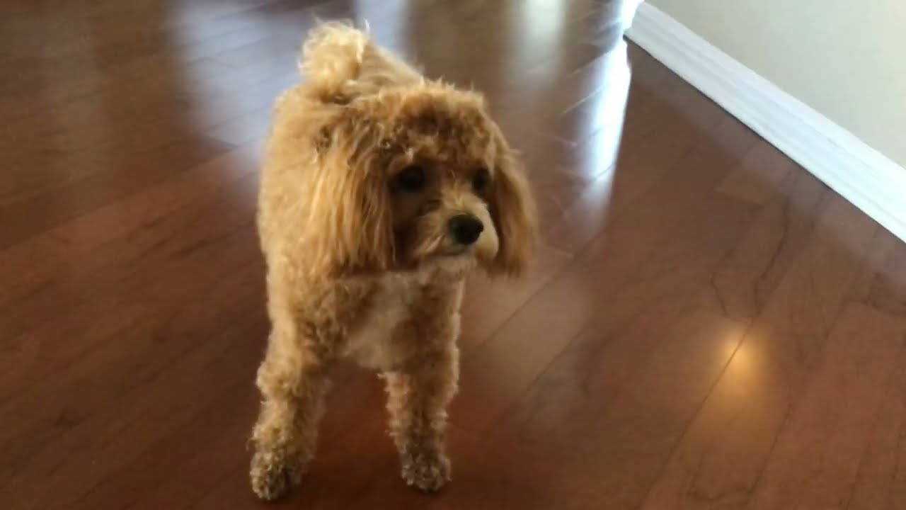 When your dog gets a buzz cut