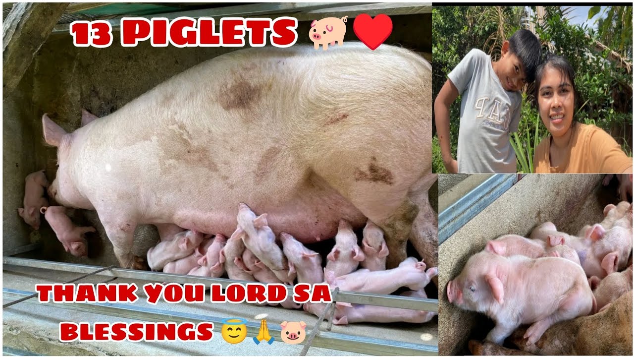 NAG-ANAK NA ANG AMING ALAGANG BABOY♥️Naka 13 PIGLETS 🐷|Thank you lord sa blessings 😇🙏♥️