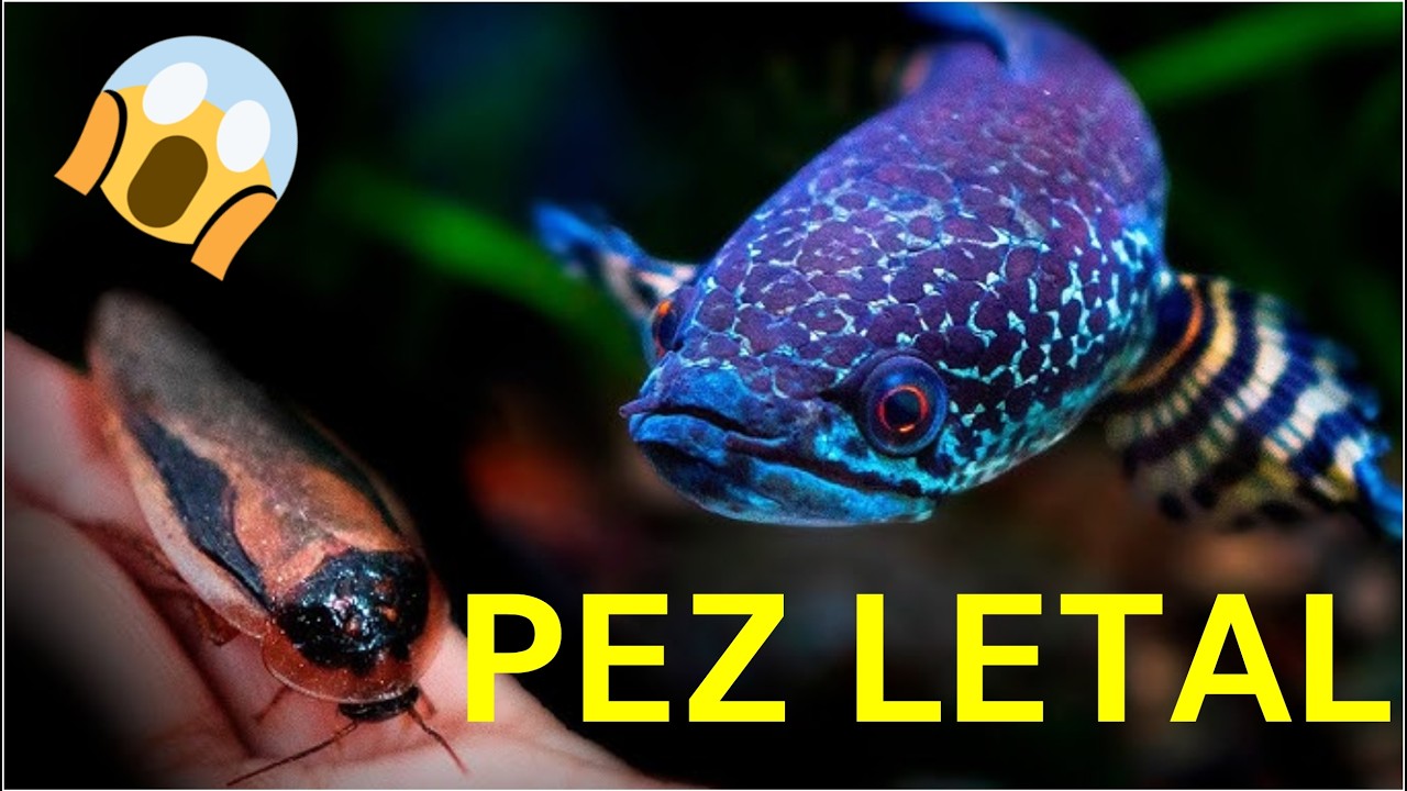 El DEPREDADOR más LETAL del Acuario: Channa Comiendo Peces VIVOS (Chars Fishers)