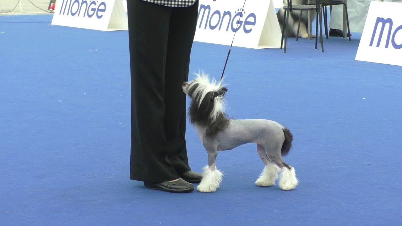 Specialty Chinese Crested Dog 17/03/2019 CACIB Reggio Emilia
