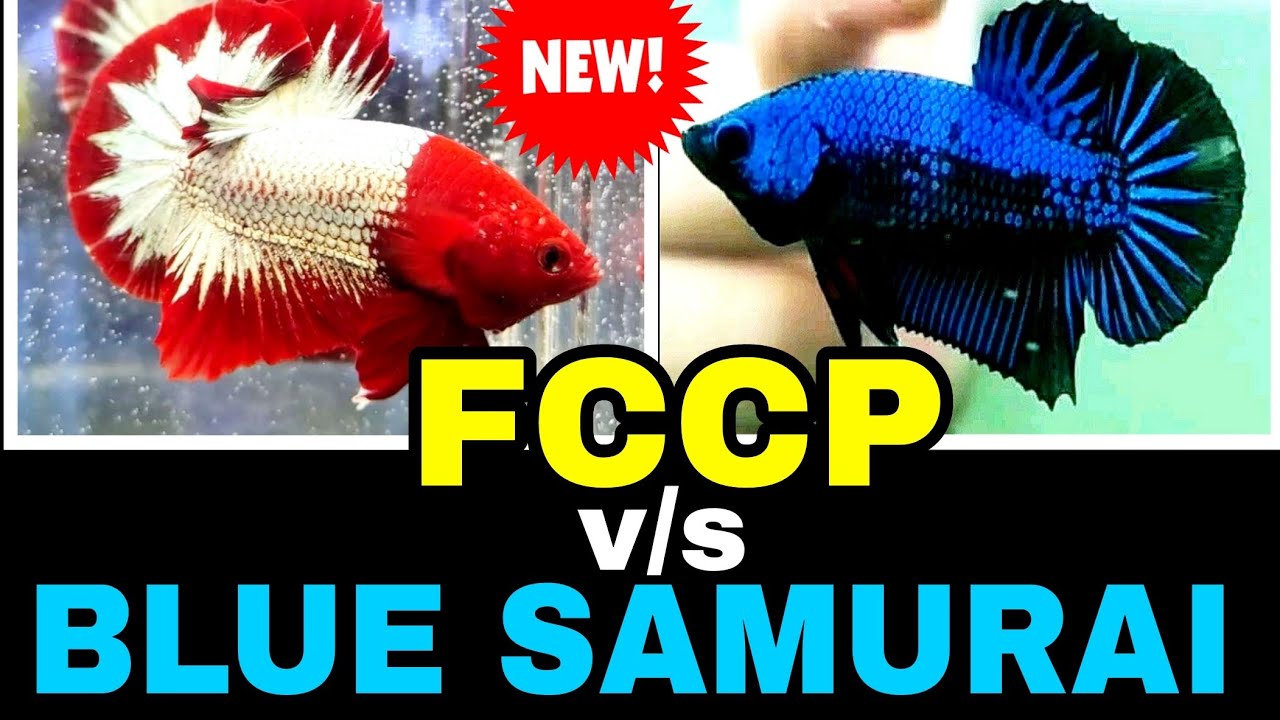 BEST BETTA COLLECTION 2022 FCCP V/S BLUE SAMURAI #bettalovers #bettaindonesia #importedbetta #betta
