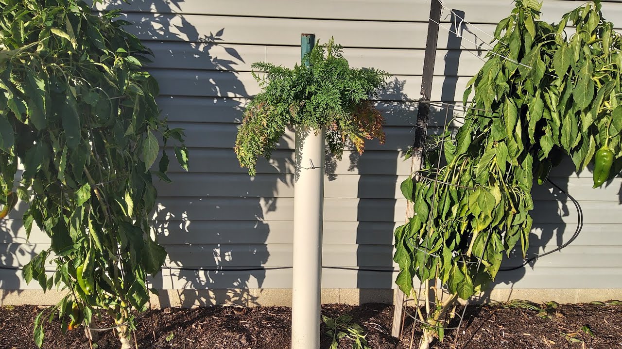 Harvest Time Carrot In A Pipe Experiment 11/27/24