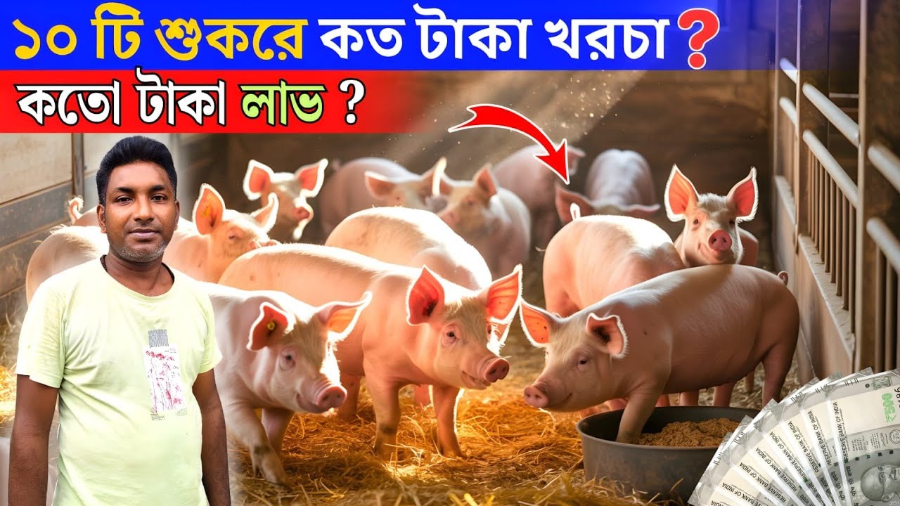 ৬ মাসে ১৩ লাখ টাকার শুকর বিক্রি - fattening pig farm- pig farming Latest Video - pig farm in bengali