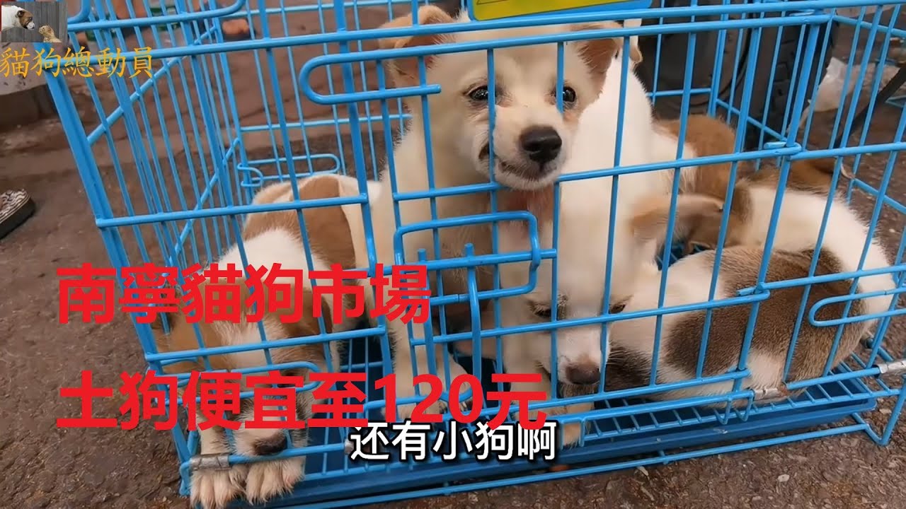 廣西南寧最大的貓狗市場，各種各樣的貓和狗，最便宜的土狗120元 #貓狗#寵物#