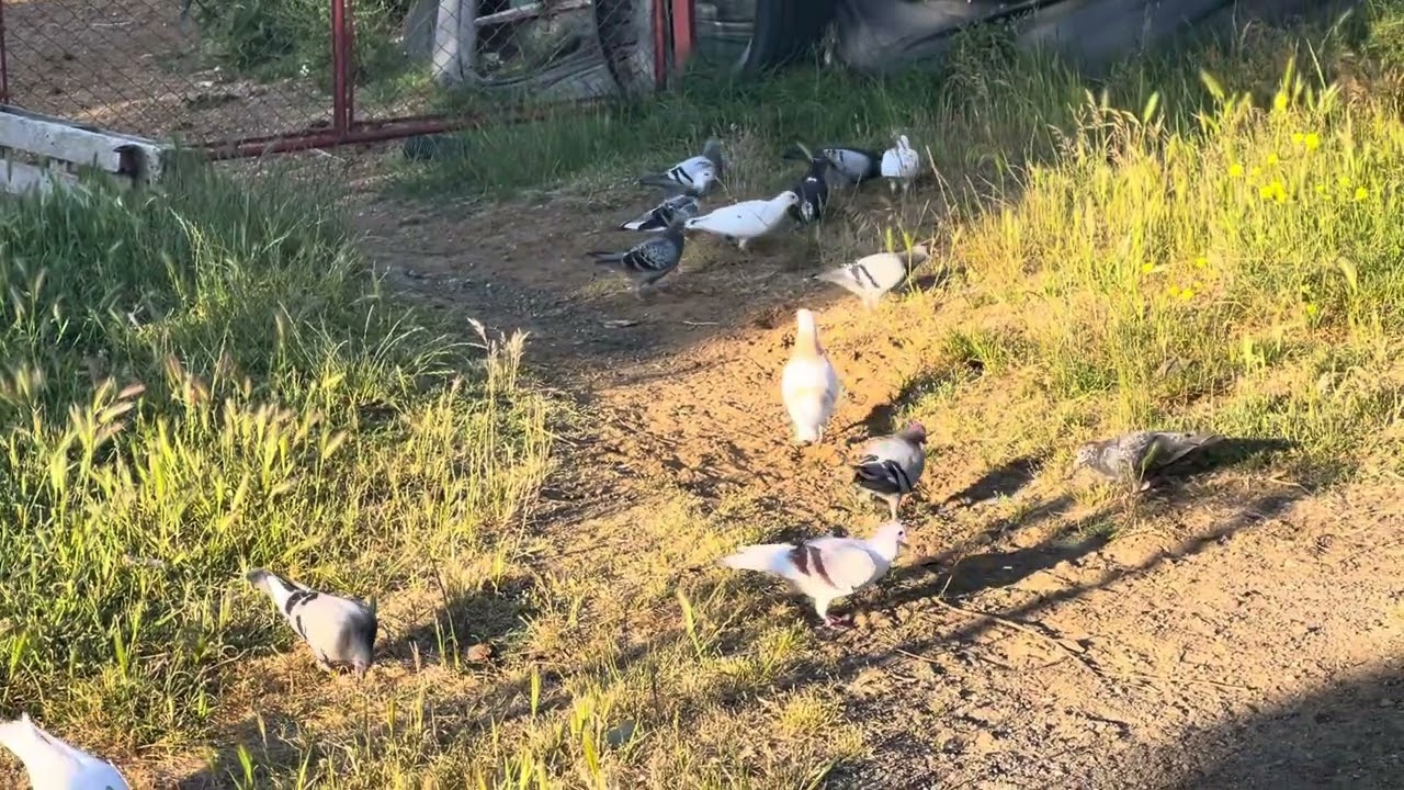 Posta güvercinlerimiz rahat bir ortamda dolaşıyorlar.