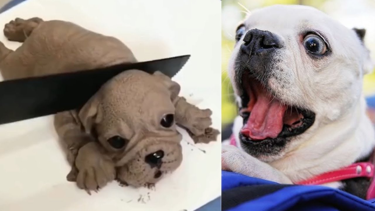 Cake Cutting But Dog Shocking 🤣 Pets Cool