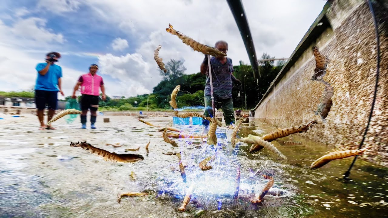 【大爆発】エビ養殖所の巨大池の水抜いてみた！！