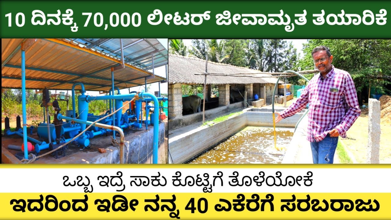 Jeevamrutha making process | Low budget jeevamrutha making | Krushi chatuvatike | 2024 |