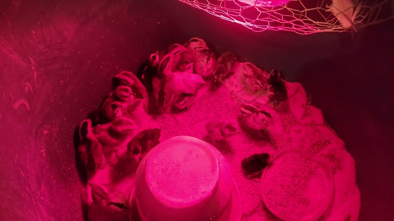 Qaib, baby chicks 2026
