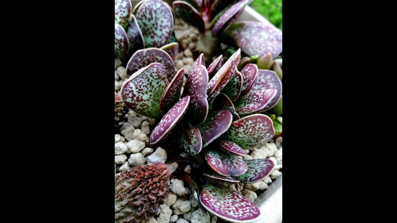 Birbirinden güzel adromischus türlerinden aranjman  yapıyoruz.