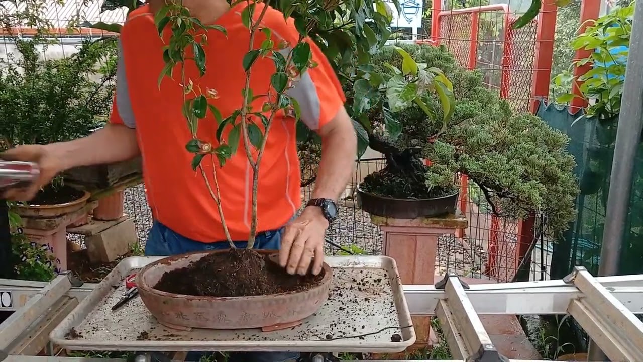 Como hacer un bonsai de camelia