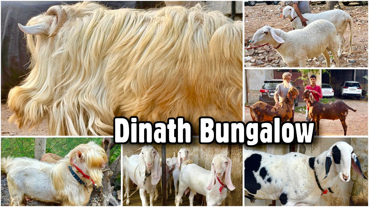 Surat’s Hidden Treasure: Dinath Bungalow Goat Farm