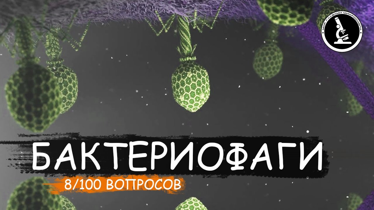 КАК ДЕЙСТВУЕТ БАКТЕРИОФАГ. ВИРУС УБИЙЦА ИЛИ СПАСИТЕЛЬ
