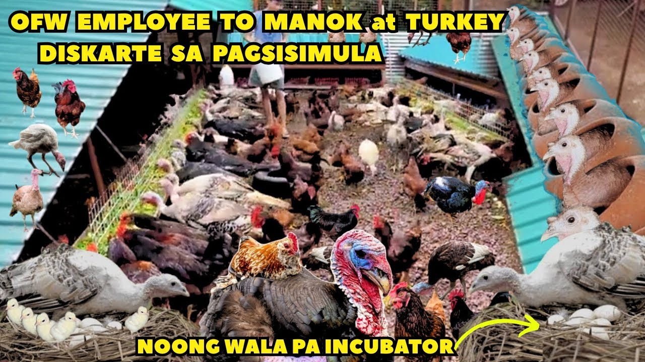 OFW EMPLOYEE TO MANOK AT TURKEY BACKYARD FARM || NOONG WALA PA AKO INCUBATOR ITO DISKARTE KO