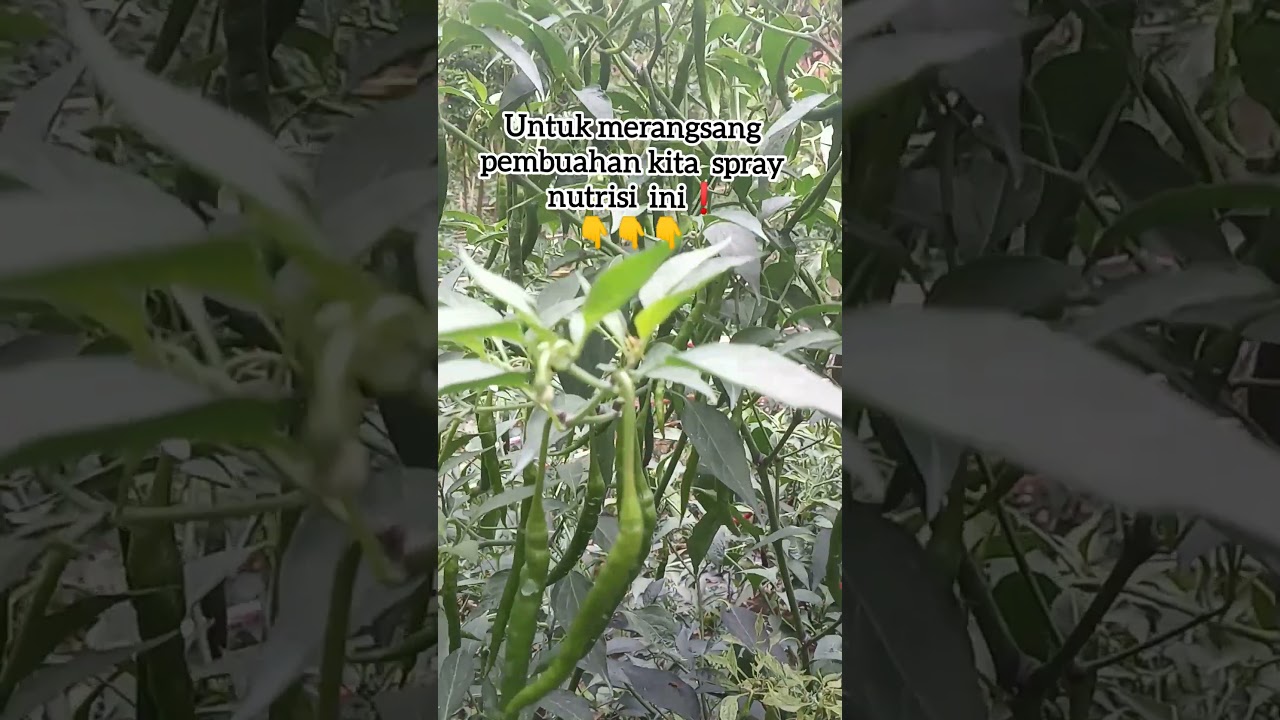 Nutrisi perangsang buah ke dua untuk cabe merah keriting #pertanian #pertaniancabe #pertaniancabai