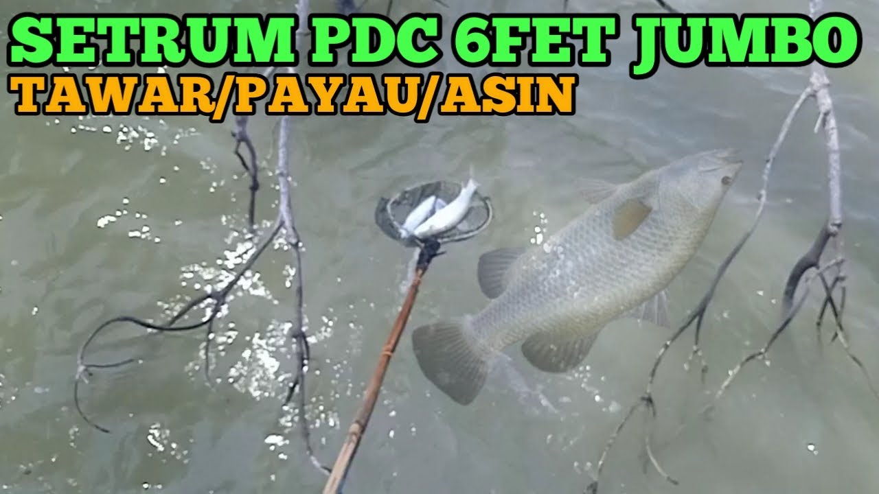 Setrum ikan pdc 6fet jumbo tawar/payau/asin