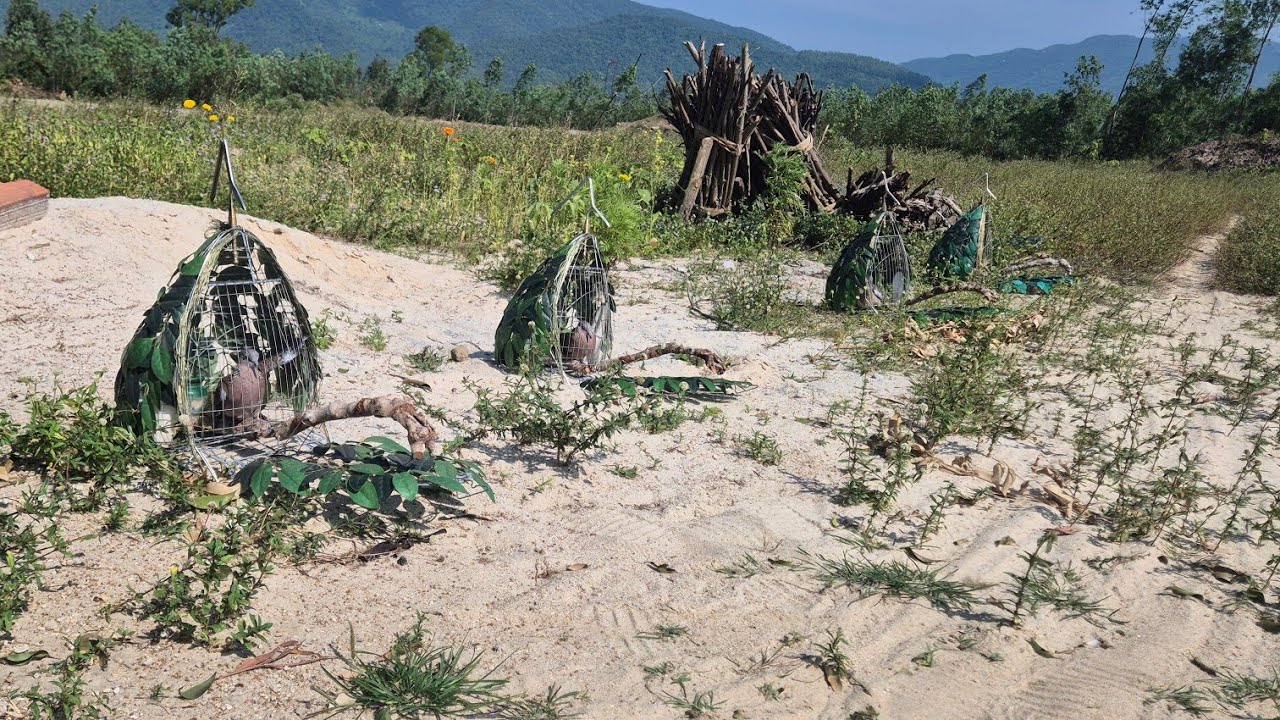 Lợi Ích Khi Phơi Nắng Chim Cu Gáy