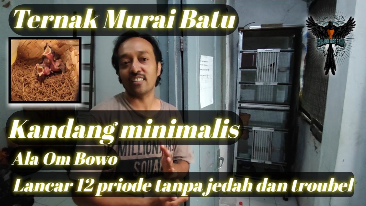 Ternak Murai Batu kandang Minimalis Ala om bowo ( sukses besar ) #muraibatu #muraibatugacor #murai
