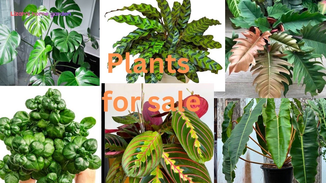 Plantsforsale#youtube#garden#gardening#indoorplants#philodendron#sale#plantlover#youtubeshorts