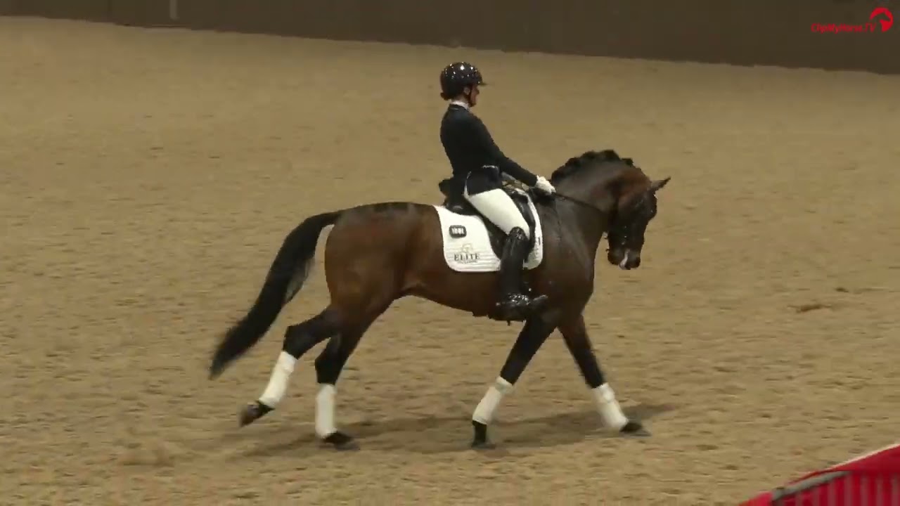 Blue Hors Viconte UK Stallion Show 2023