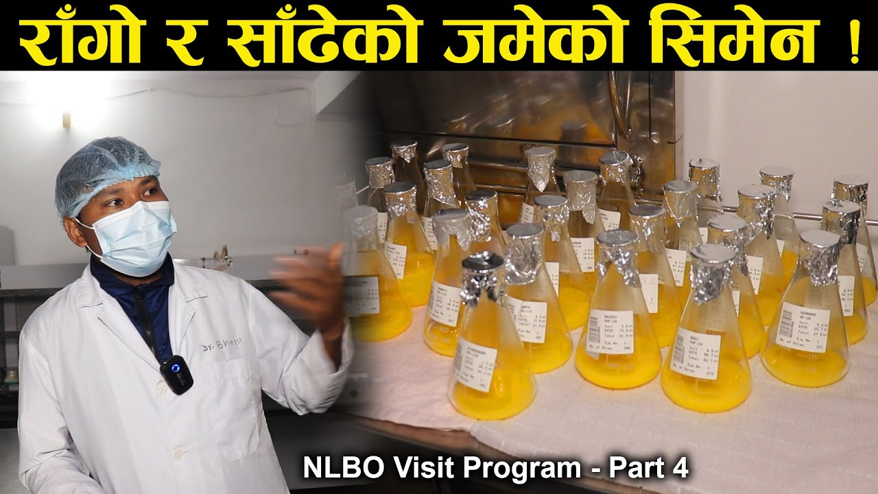 यसरी तयार गरिन्छ राँगो र साँढेको जमेको सिमेन | NlBO Visit Program Part 4  | अन्तिम भाग