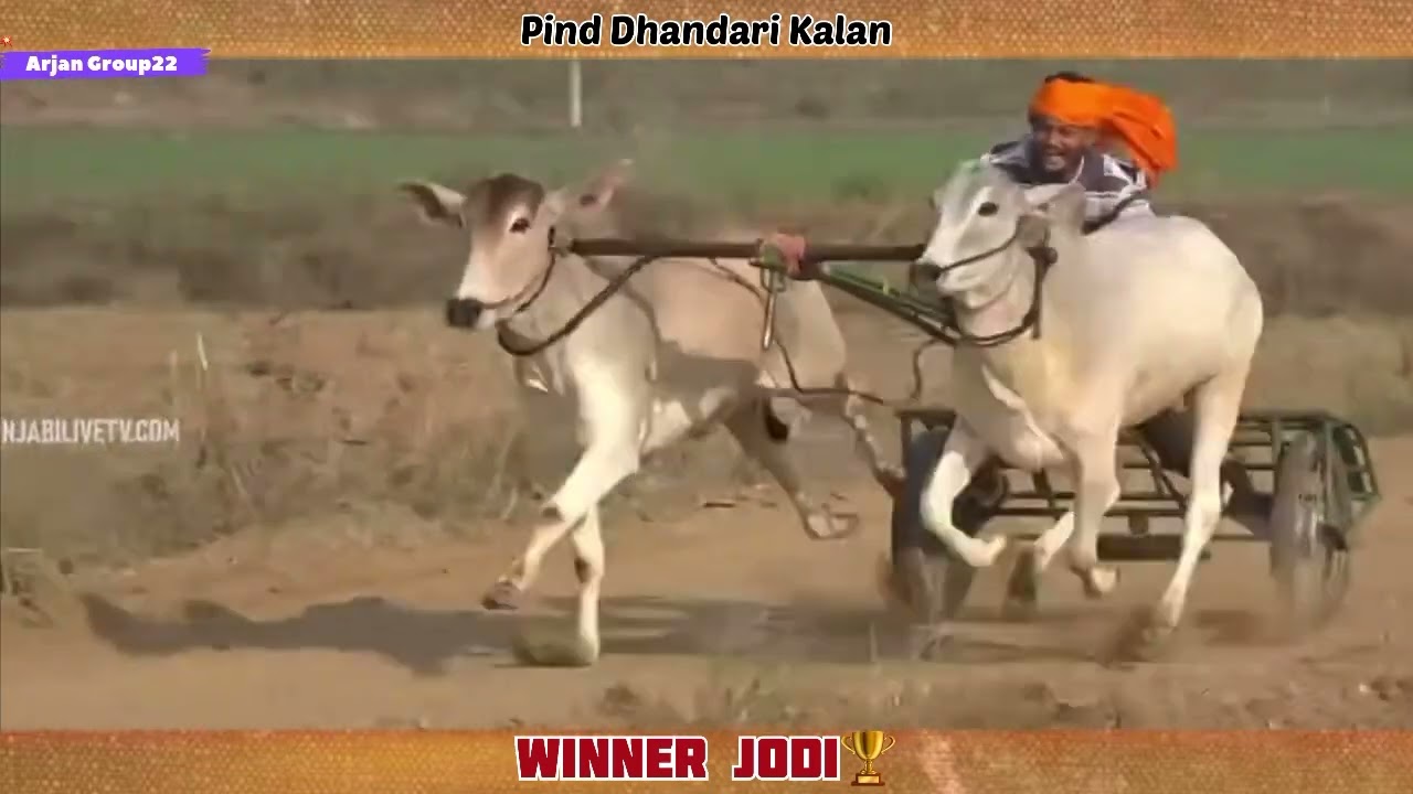 Ox Race - Pind Dhandari Kalan - 3rd Prize🥈🏆- ਸਮਾਂ-21:47 #arjangroup22 #toprace #oxraces