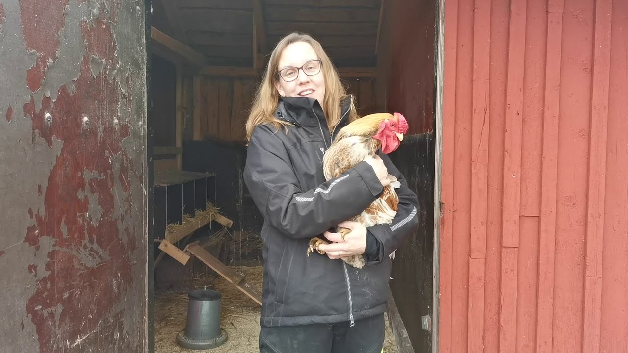 Djurvård på Naturbruksgymnasiet Kalmar