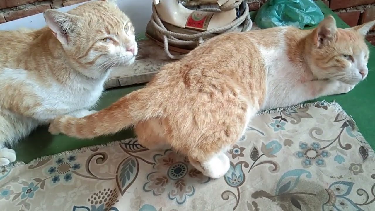 Female cat requests | cats try mating unsuccessfully | female cat in heat sound