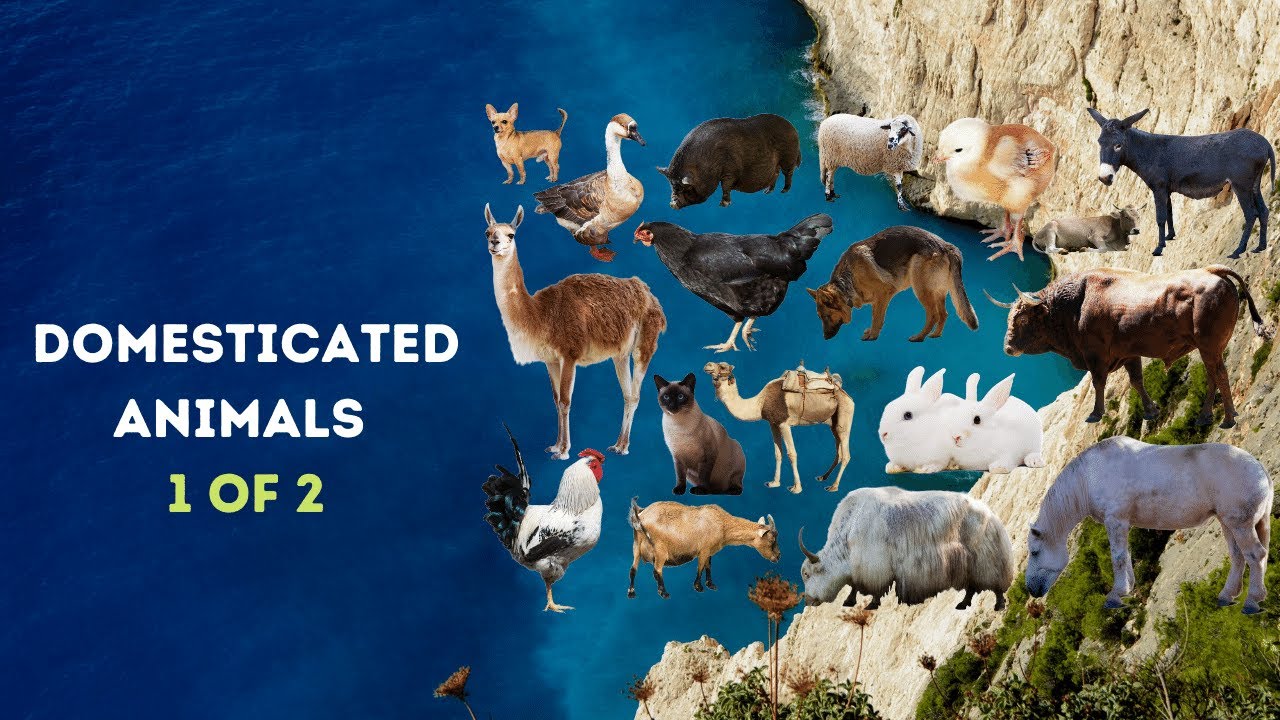 Names of Domesticated Animals/Pets in Yorùbá Language | 1 of 2
