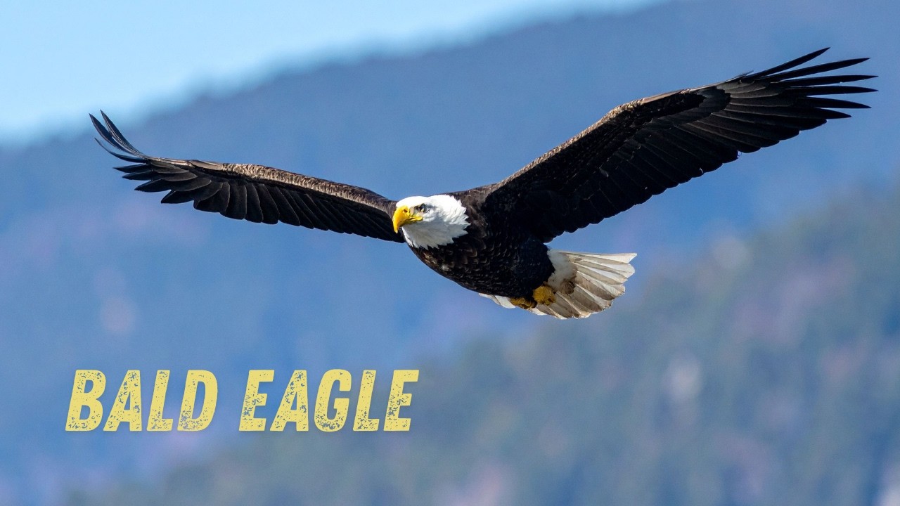 Bald eagle sound & call vs Hollywood Myth