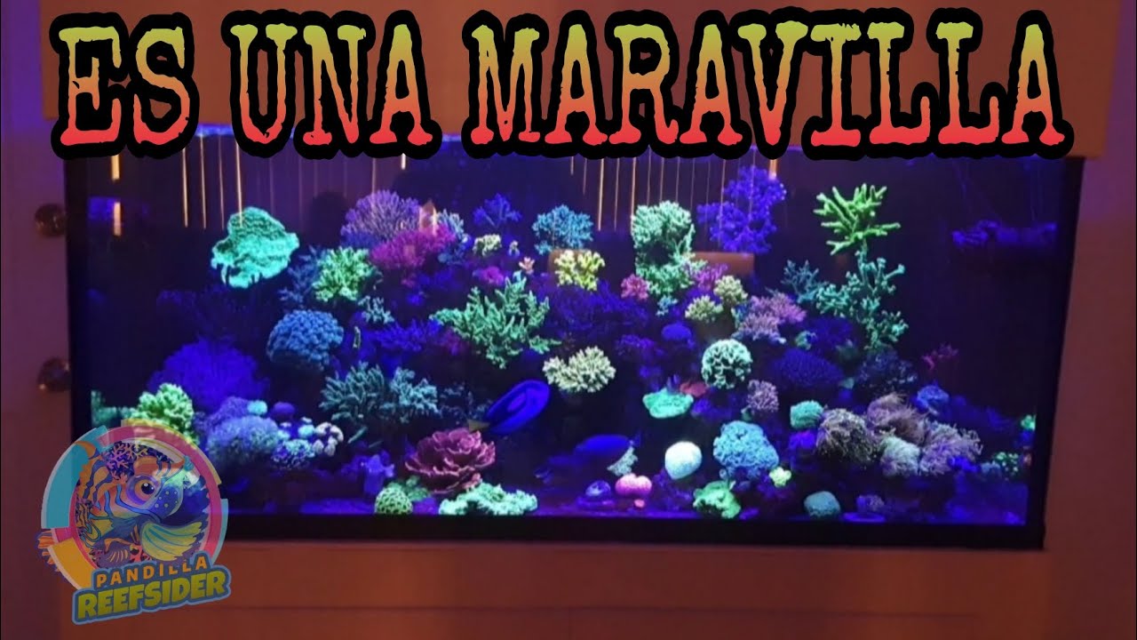 HERMOSO ACUARIO MARINO DE ACROPORAS (el acuario de Paquito Ruiz)