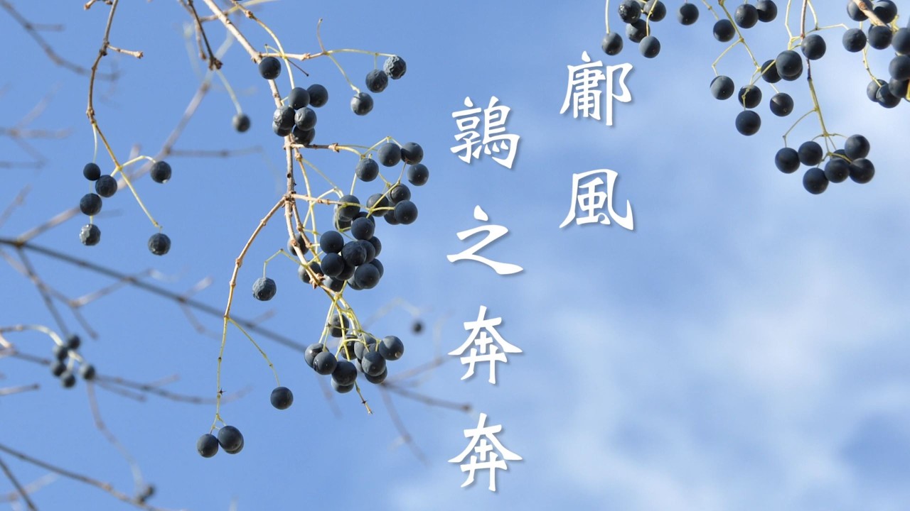 鄘風。鶉之奔奔