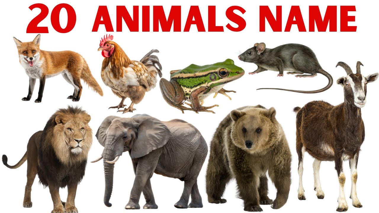 Animals Name for Kids | जानवरों के नाम | Learn Wild & Domestic Animals