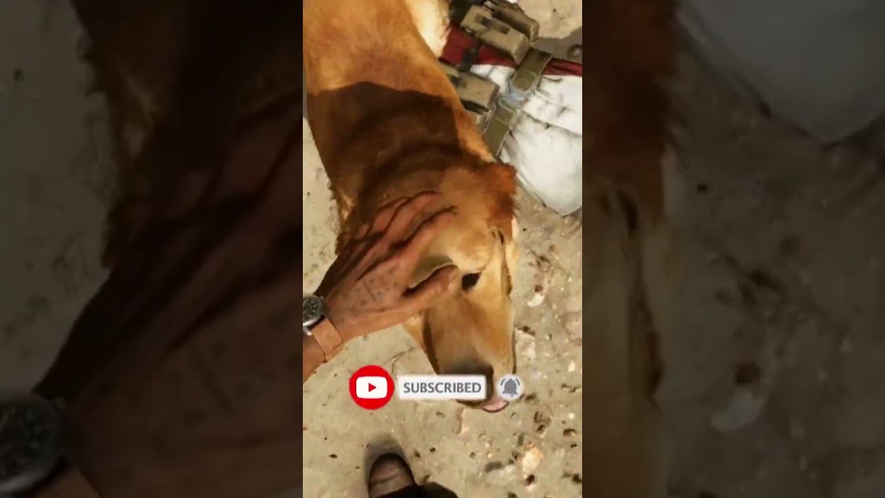 Far Cry 6 Petting Dog | Far Cry Shorts | Cute Dog