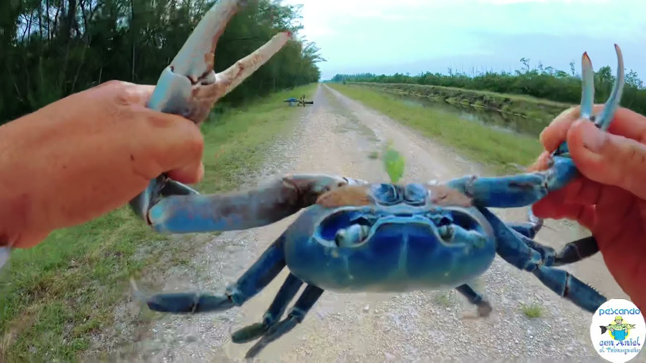 🦀CÓMO ATRAPAR CANGREJOS AZULES  EL TABASQUEÑO PESCA Y MAS  🦀