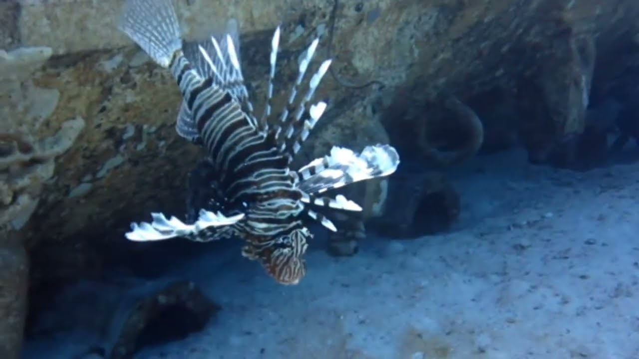 A Masterpiece from the Depths of the Sea 
