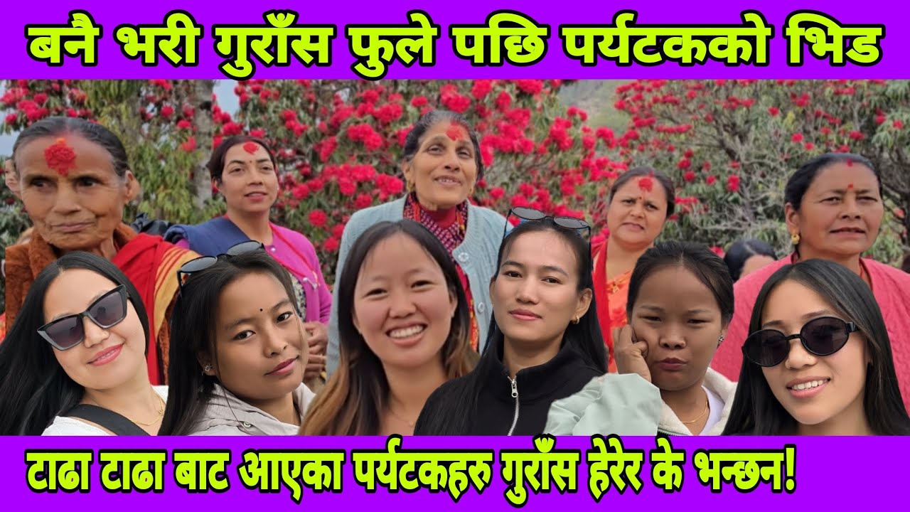 बसन्तपुरमा गुराँस फुले सङ्गै दैनिक हजारौ पर्यटक आउन थाले च्वलुङ पार्कको गुराँसमा फोटो खिच्नेको लाइन
