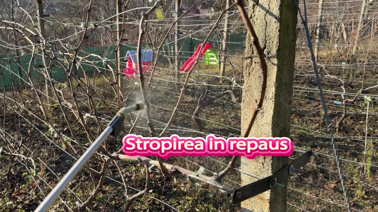 Stropirea in repaus a butucilor + alte lucrari