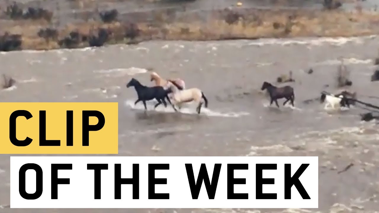 Brave horses narrowly escape danger crossing a flooded river 🐴
