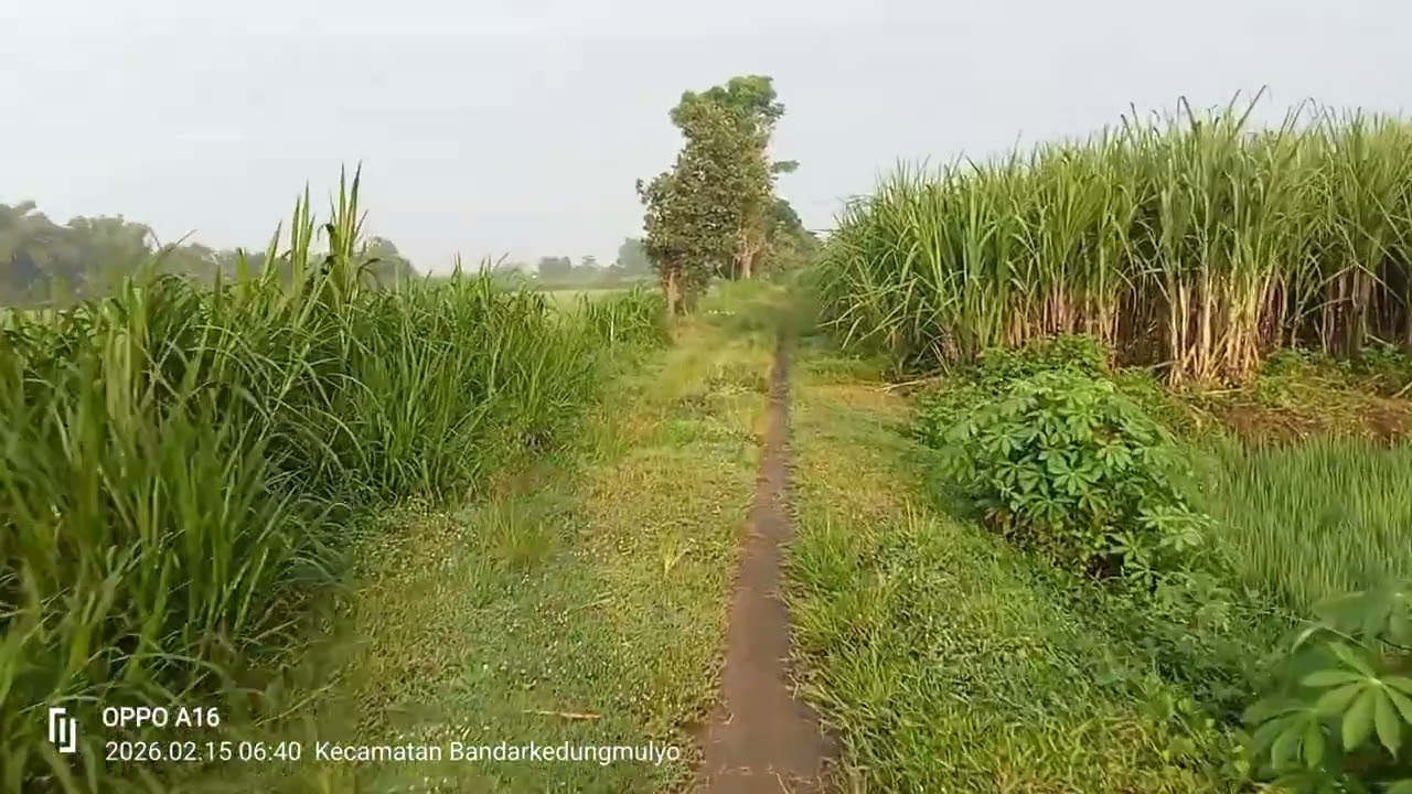 Pagiku dipersawahan desa wonorejo