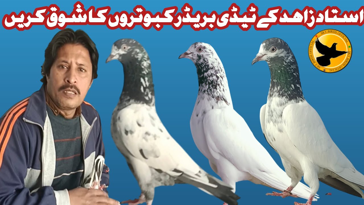 Zahid Bhai KY best teddy kabutar