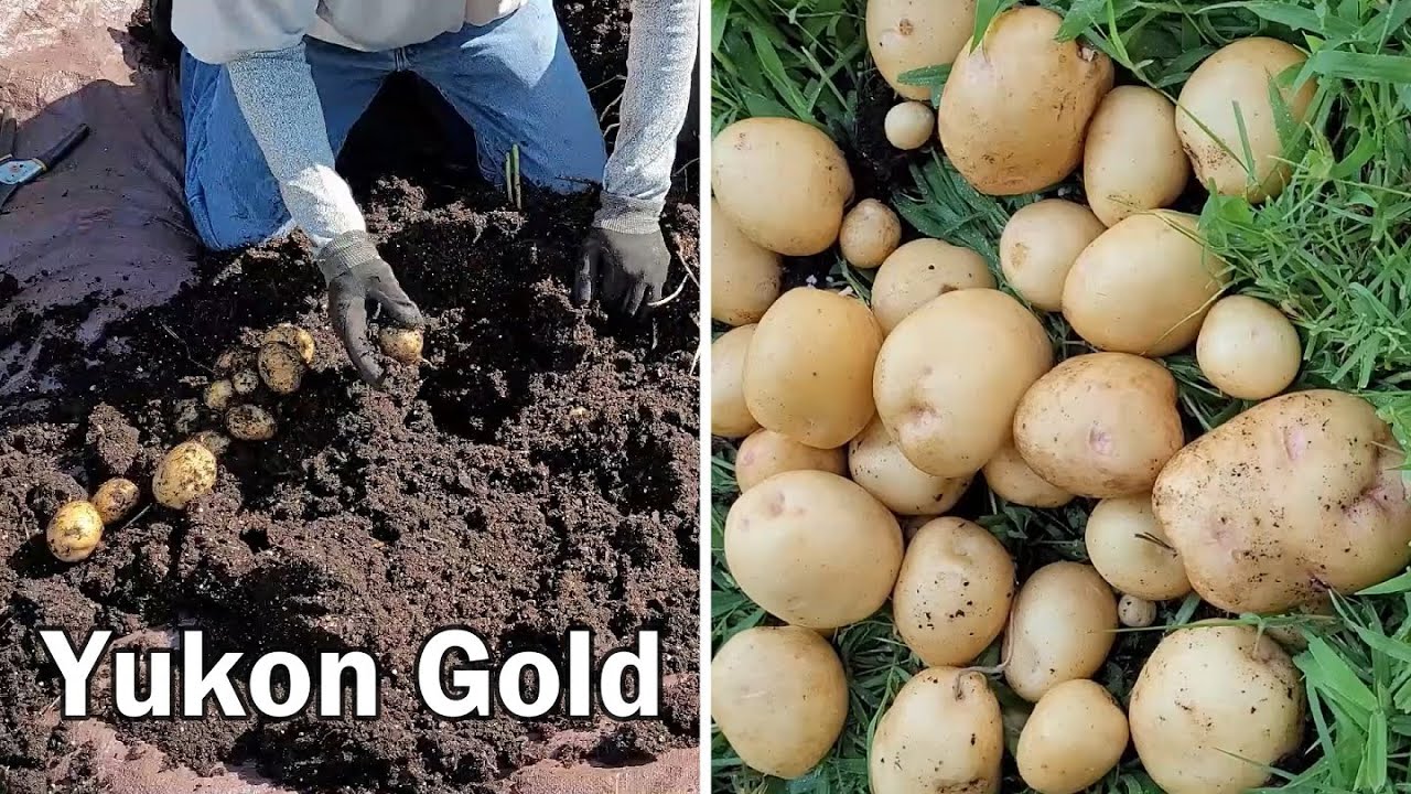 Yukon Gold Potato Harvest From Two 10 Gallon Grow Bags