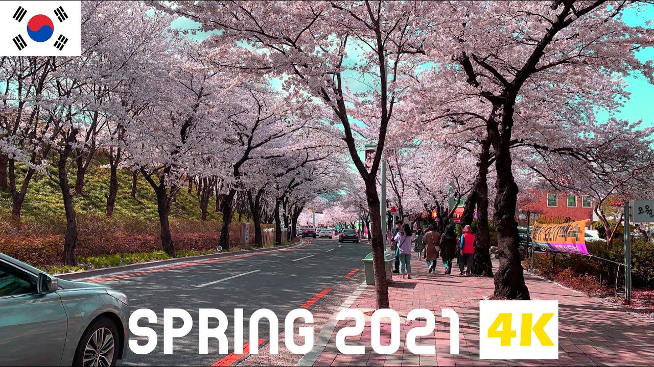 4K Korean Cherry Blossom in Daegu 2021