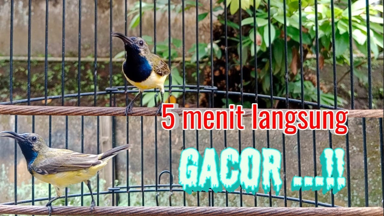 PANCINGAN SOGOK ONTONG MAMPU BUAT SOGON JADI BUNYI GACOR  #pancingansogokontong #pancingansogongacor