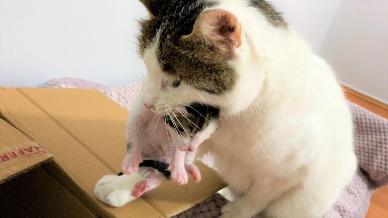 Anne Kedi Doğum Yaptığı Yuvadan Ayrılmak İstemiyor | Yavru Kedileri Kutuya Taşıyor | Kedi Videoları