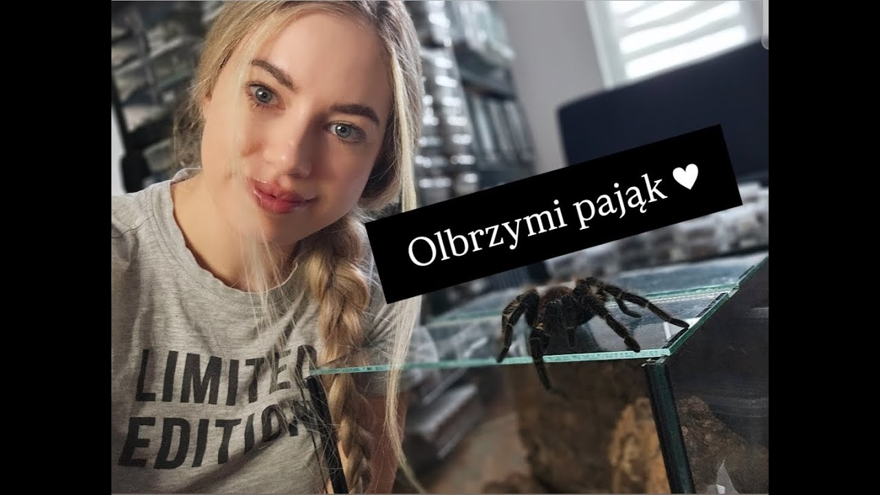 Ptasznik olbrzymi Lasiodora parahybana