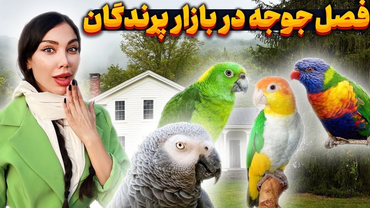 قیمت تمام طوطی سانان رو براتون درآوردیم😍 جوجه سرلاکی انواع طوطی ها رو دیدیم